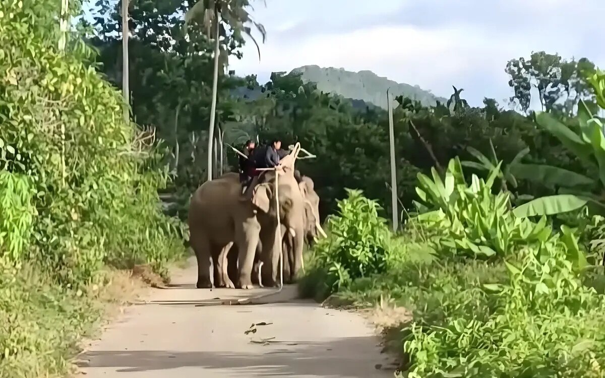 Umherstreifender wilder elefant endlich gefangen