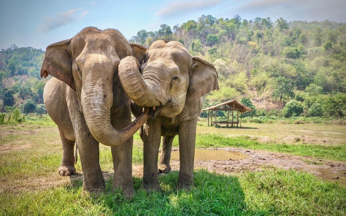 Unfassbarer vorfall auslaendische touristin von gestresstem elefanten in thailand toedlich verletzt