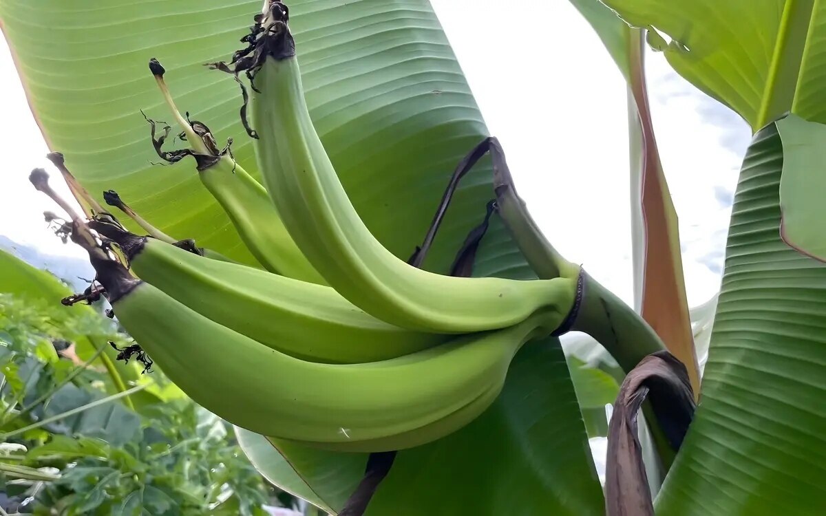 Ungewoehnliche bananenstaude traegt fruechte am stamm und loest in nakhon ratchasima lotteriefieber