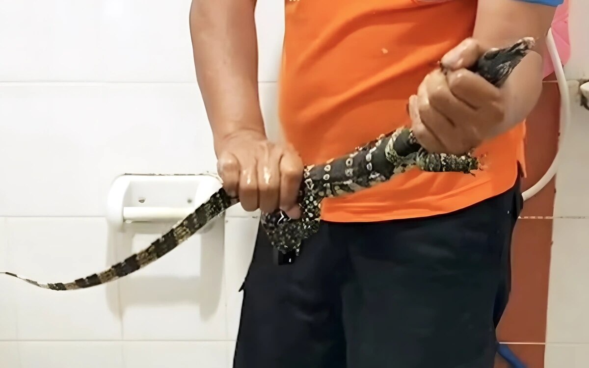 Ungewöhnlicher Besuch: Wasserwaran sorgt für Schreckmoment in Pathum Thani - Video