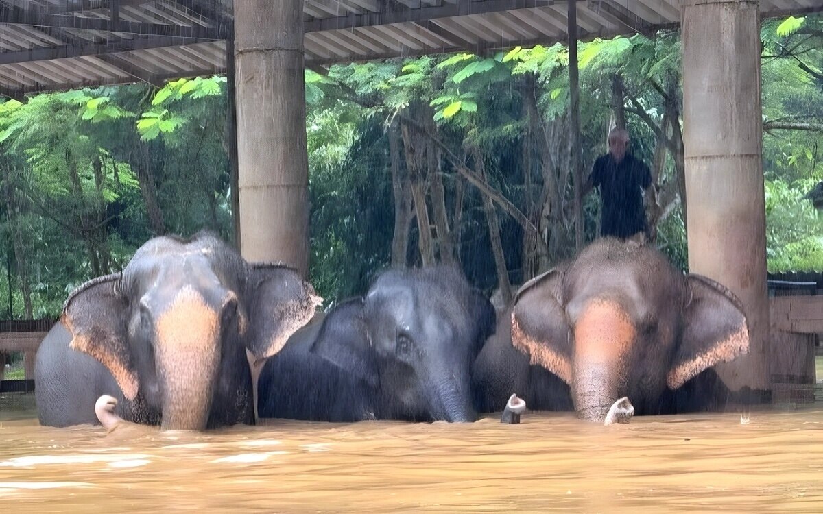 Verheerende ueberschwemmungen in chiang mai elefanten in gefahr rettungseinsaetze im fokus