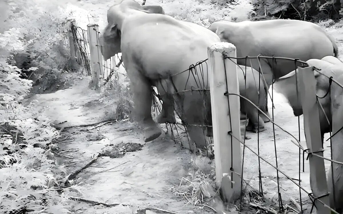 Verstaerkte ueberwachung nachdem elefanten den zaun im kaeng krachan nationalpark beschaedigt haben