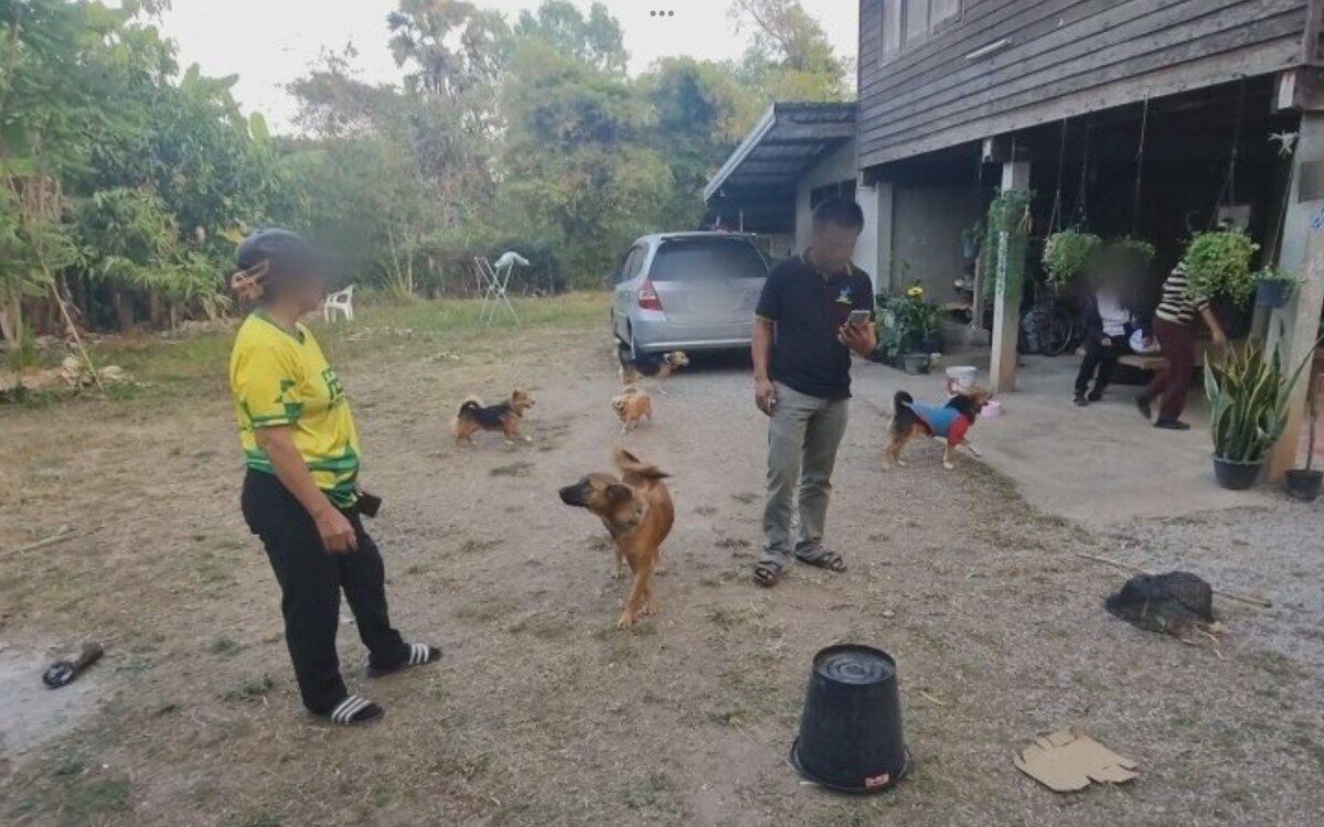 Verstoerende entdeckung in udon thani hunde bringen 400 meth pillen nach hause