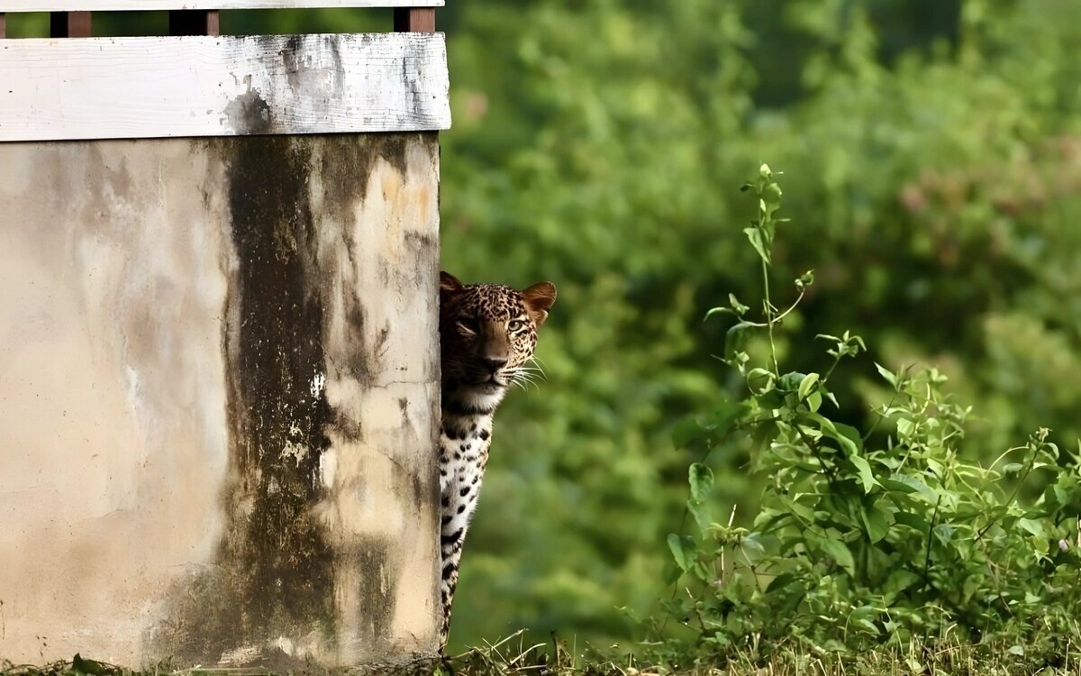 Video tourist macht erstaunliche aufnahmen von leoparden in der naehe von hua hin ein