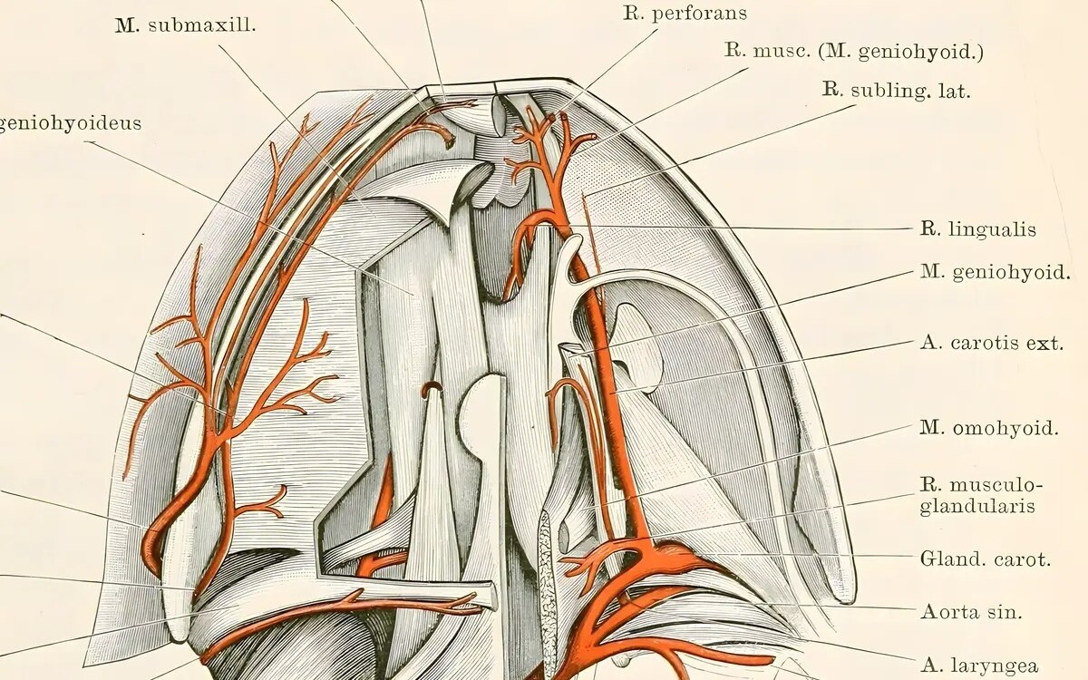 Was sie gegen gefaehrliche cholesterin ablagerungen in den arterien tun koennen