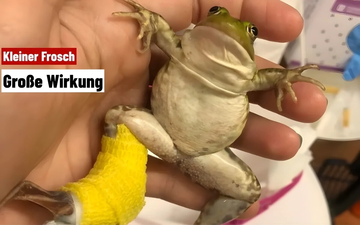 Wie der kleine Frosch &quot;Jaijai&quot; die Herzen in Bangkok erorbert