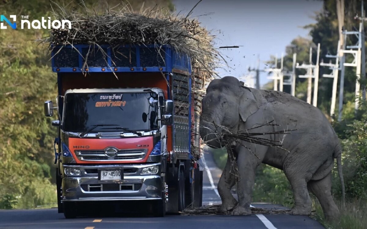 Wildelefant erhebt steuer von lkw achten sie auf langsame fahrweise im khao ang rue nai wildlife