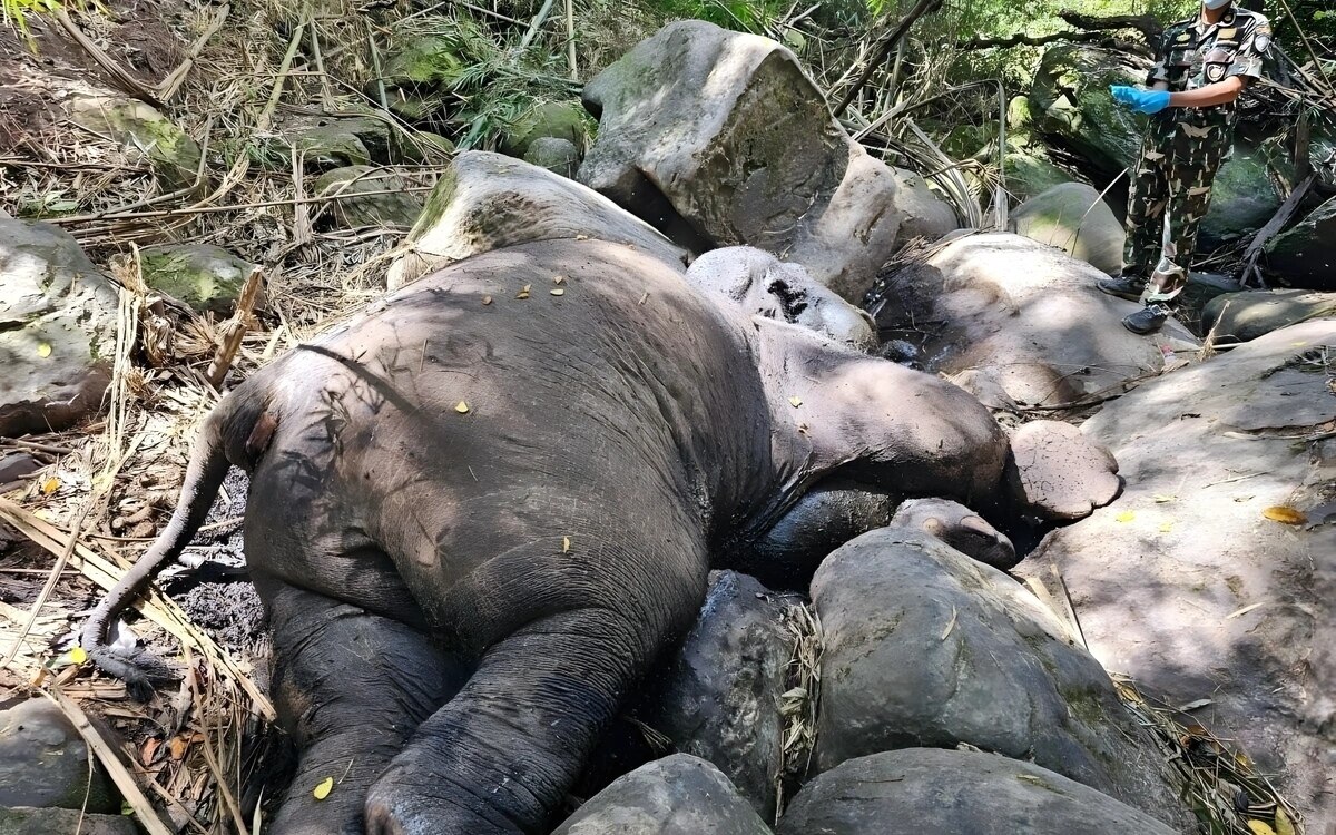 Wildelefant im phu luang schutzgebiet getoetet ermittlungen nach grausamer falle gestartet