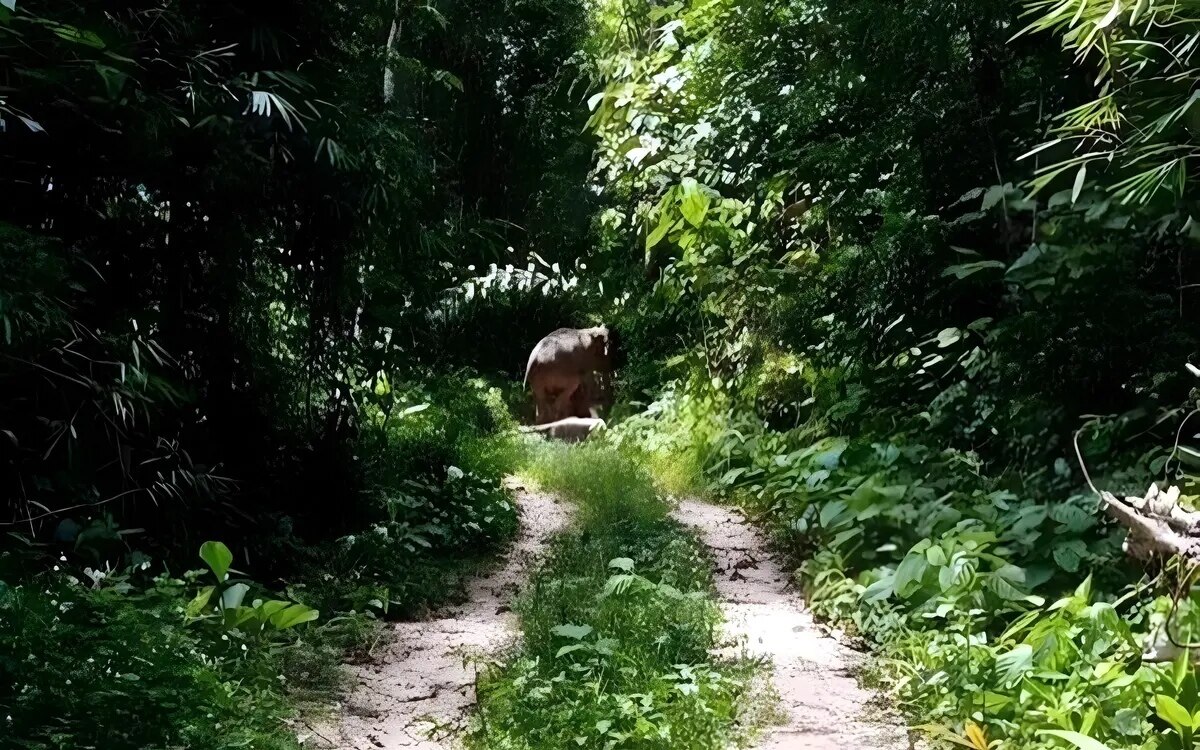 Wilder jumbo greift an und toetet dorfchef