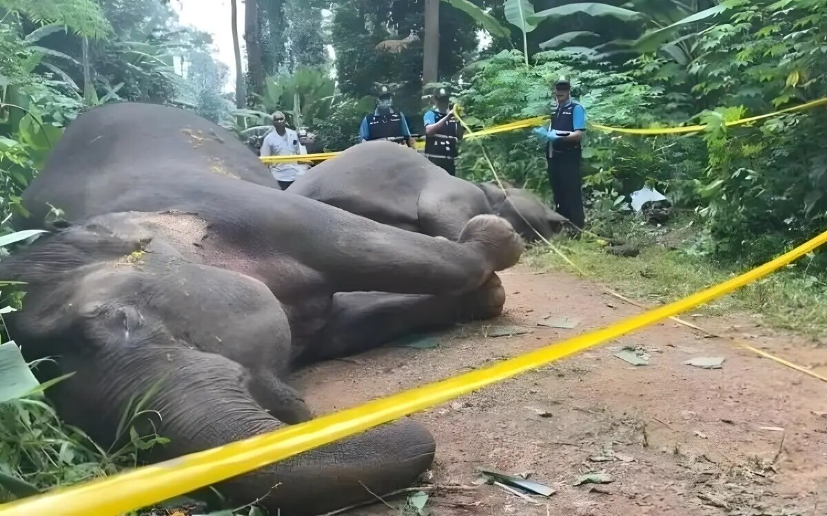 Zwei wilde elefanten durch stromschlag vom zaun eines durian obstgartenbesitzers in thailand