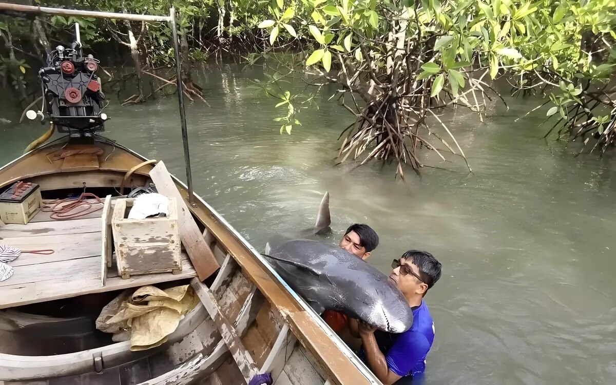 Zwergkillerwale im mangrovenwald von phuket gerettet video