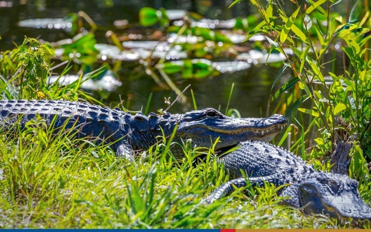 Achtung: In Suphan Buri sind Krokodile auf freiem Fuß (Fotos)