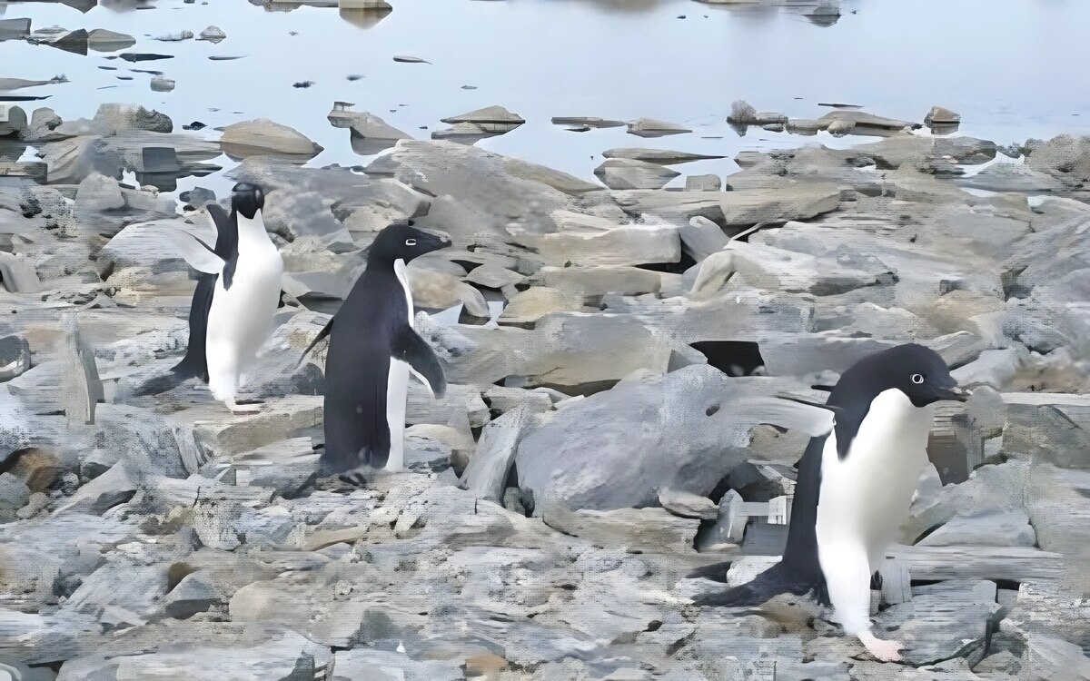 Antarktis vogelgrippe bedroht pinguine