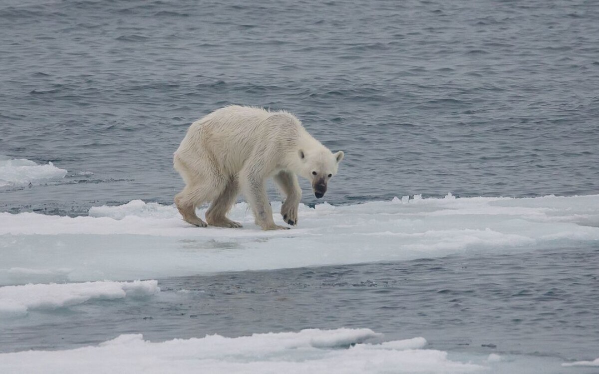 Berlin experten warnen klimaziele werden unerreichbar