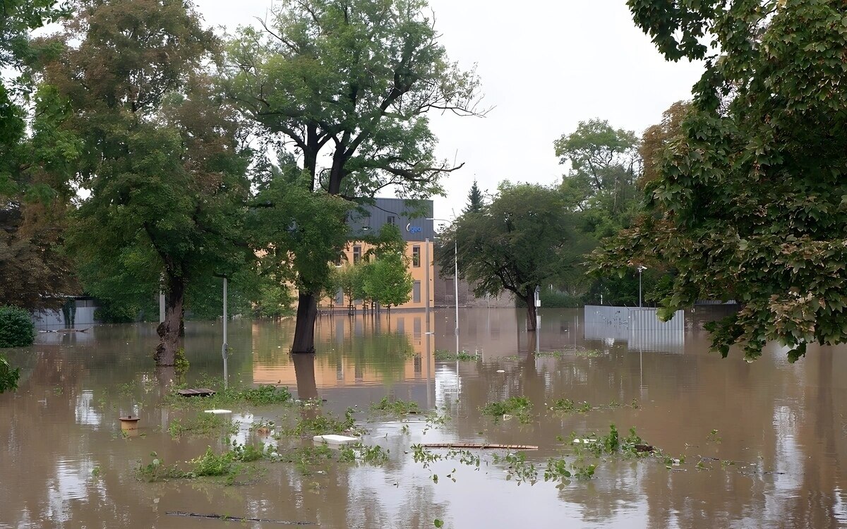 Berlin hochwasser in tschechien ratten bringen leptospirose