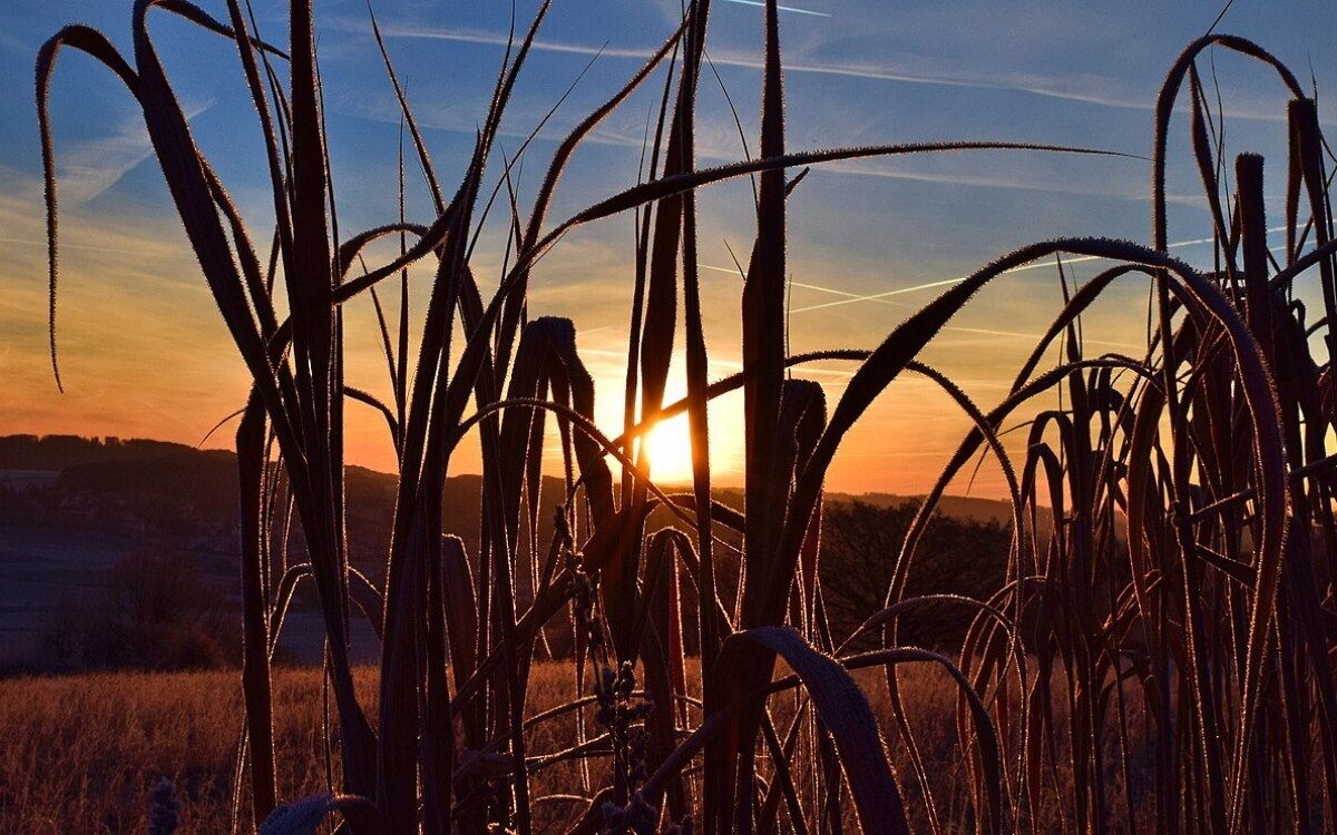 Berlin regenerative landwirtschaft ein schluessel zum bodenschutz