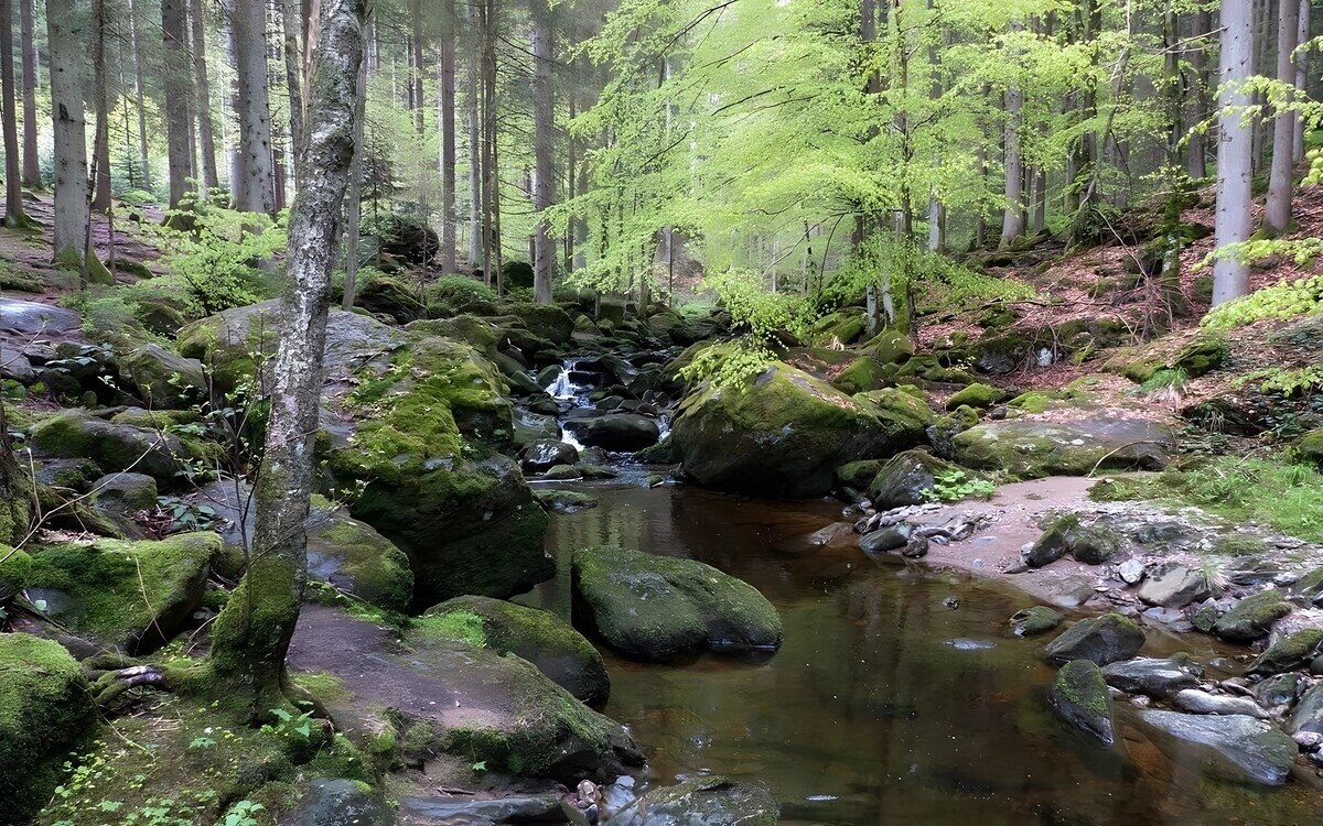 Berlin waldbaden natur geniessen in den schoensten waeldern europas