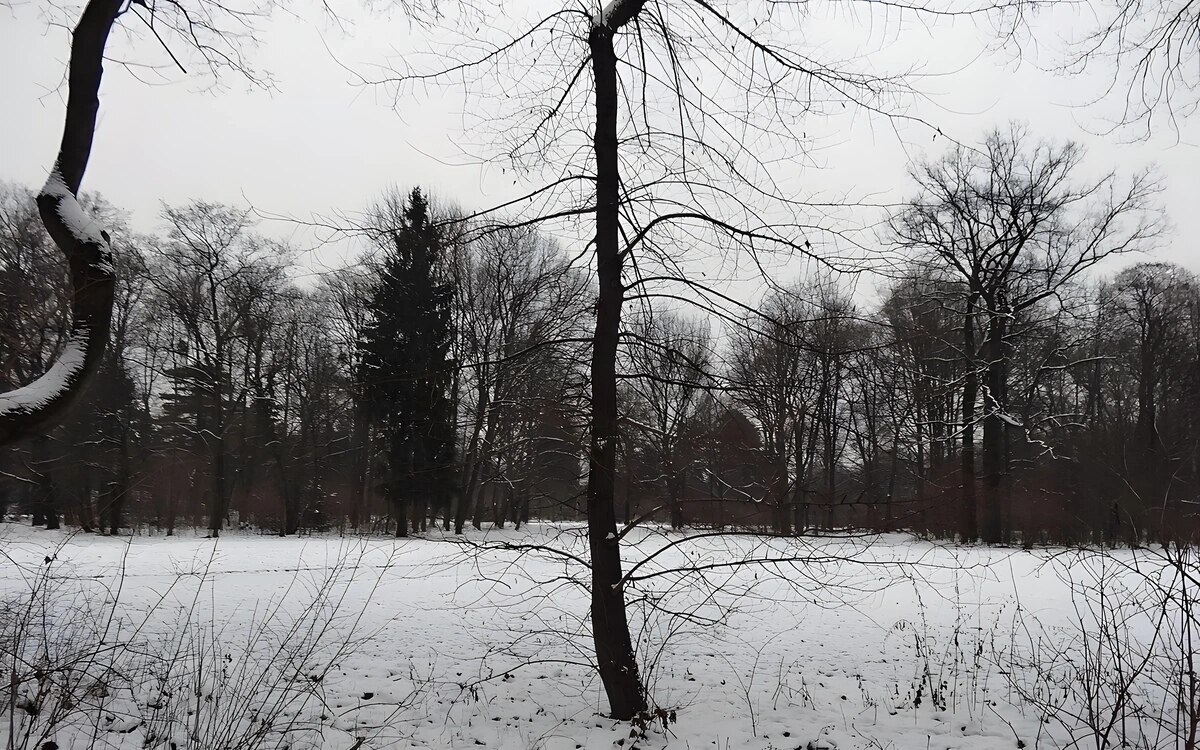 Berlin winterliche kaelte naht experten raten zu frostschutz fuer den garten