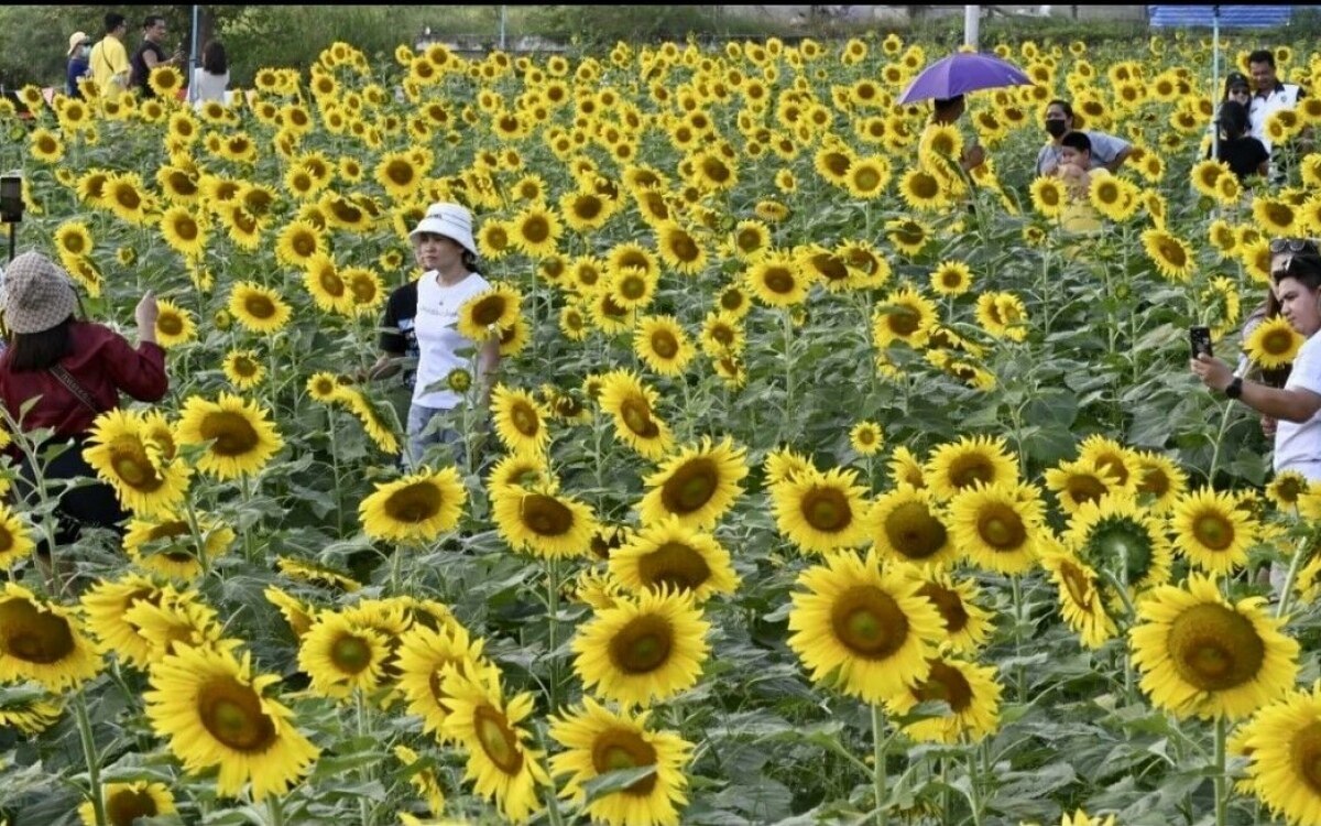 Blueten jenseits der erde sonnenblumenspektakel in pathum thani wird zu einem galaktischen erlebnis