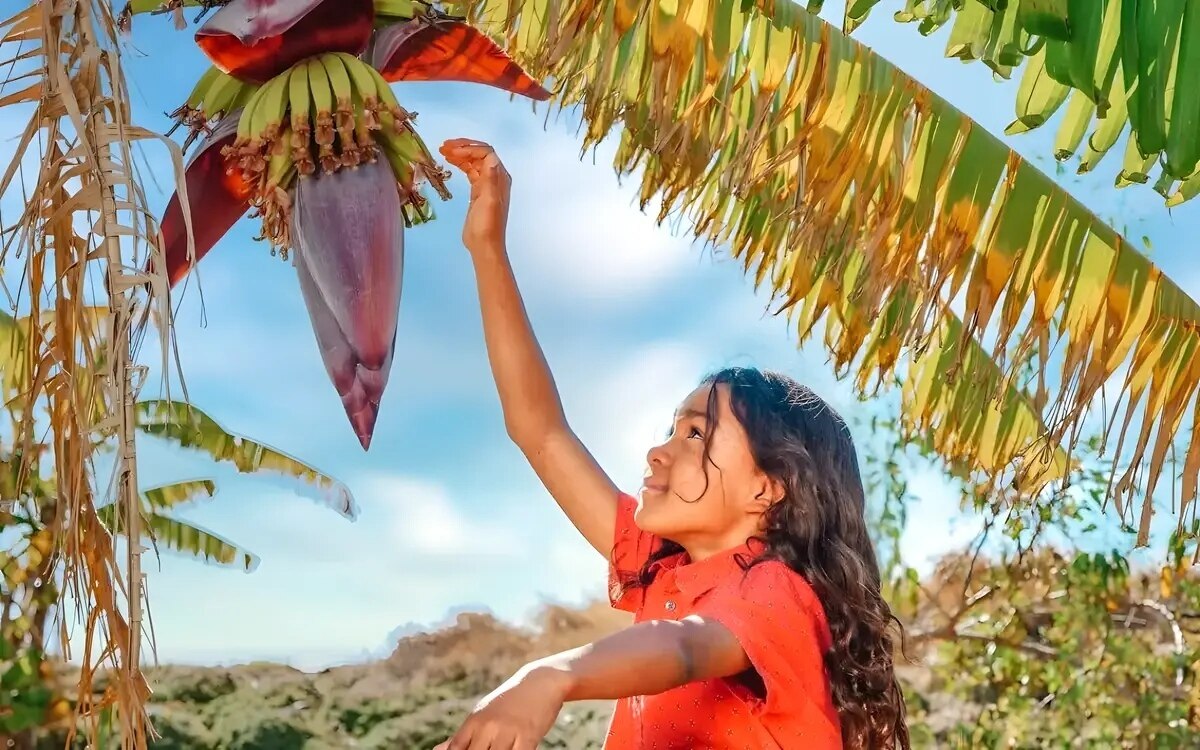 Das bananenherz alles ueber den verborgenen schatz thailands