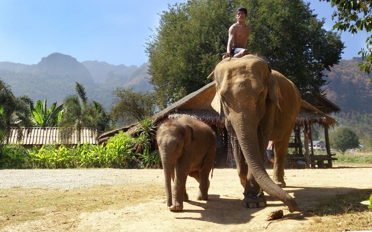 Das elefantenritt festival eine feier der majestaetischen dickhaeuter in thailand