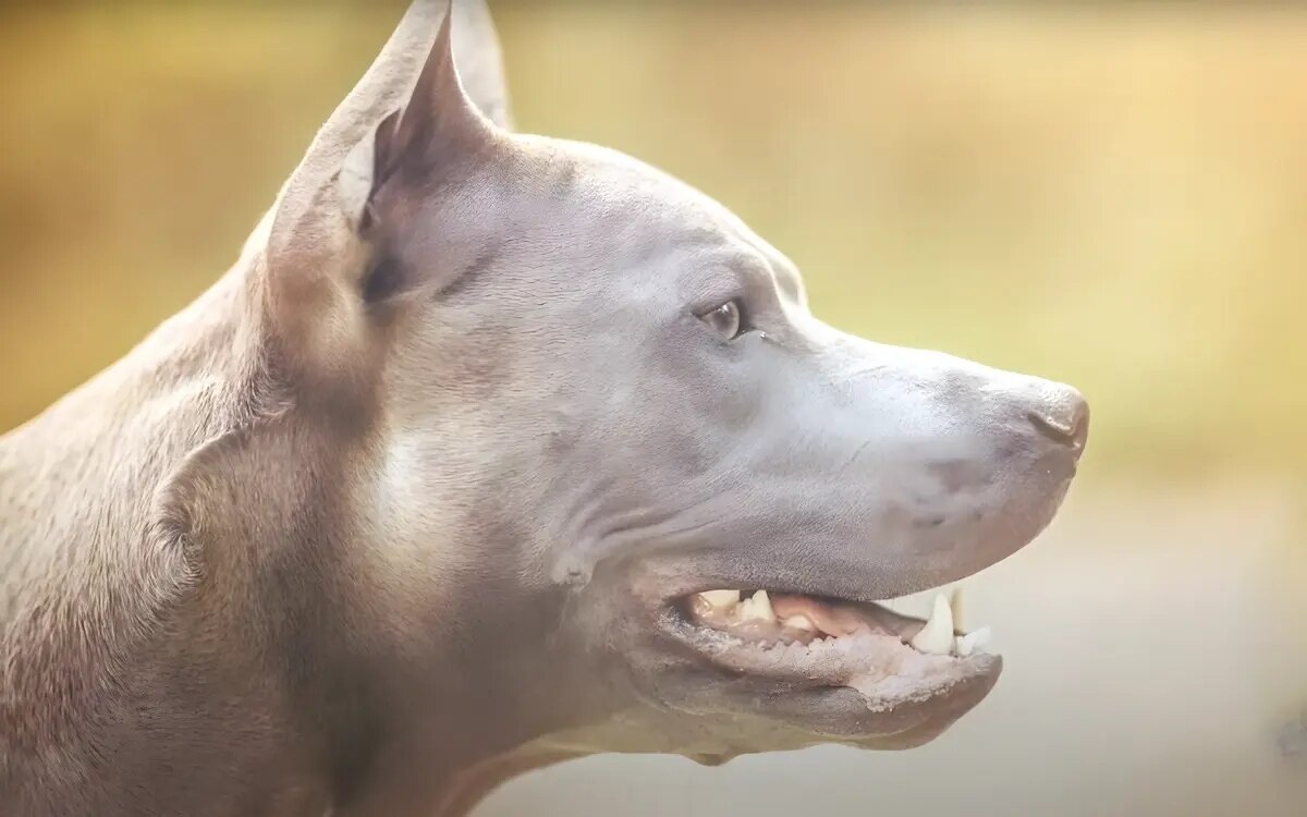 Der thai ridgeback ein portraet des loewenhundes im land des laechelns