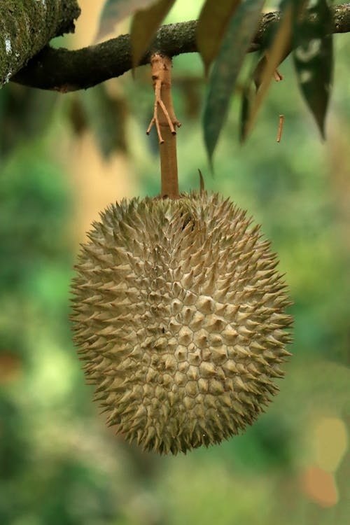 Durian - König der Früchte