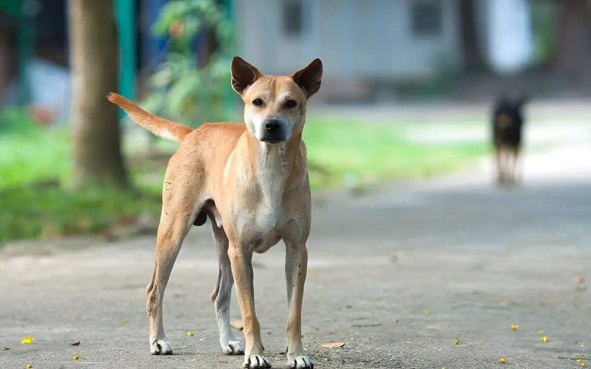 Hundefleisch in thailand