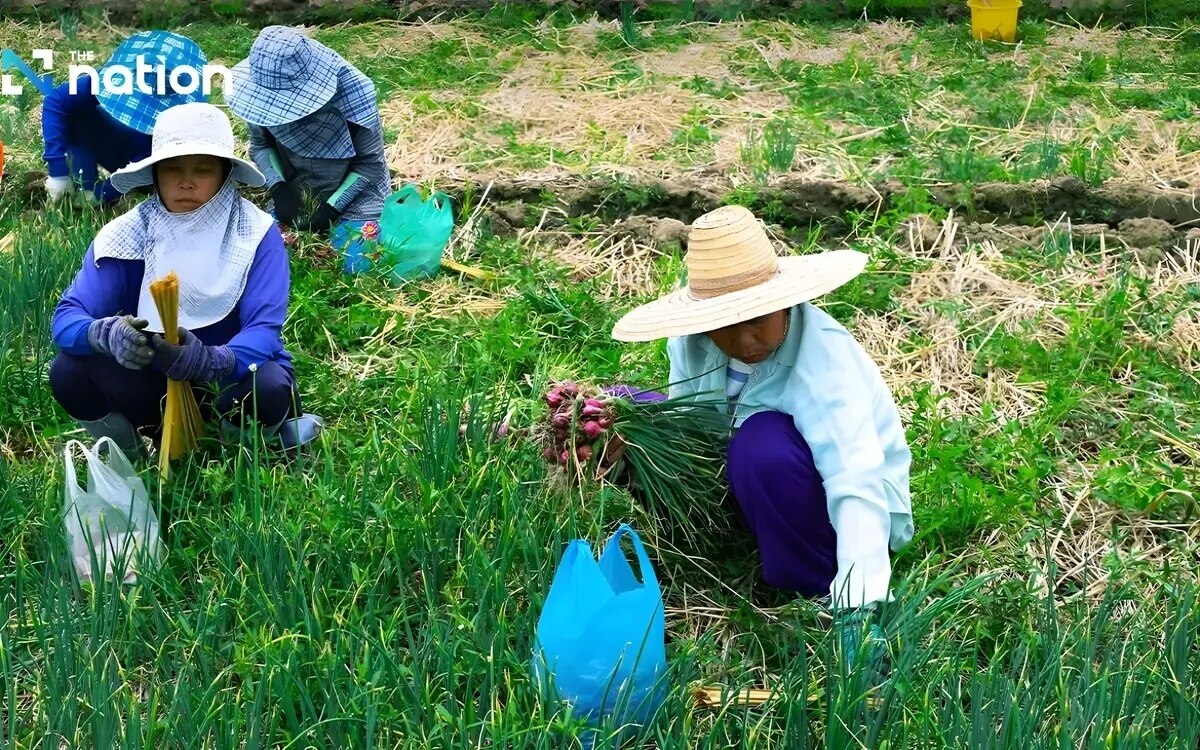 Mehr als ein drittel der 13 6 millionen ueber 60 jaehrigen in thailand arbeitet noch