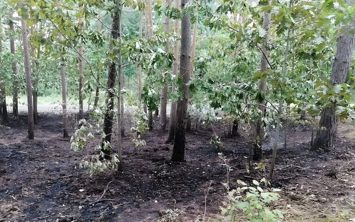 Ruhlsdorf brennende waelder waldbrand unter kontrolle