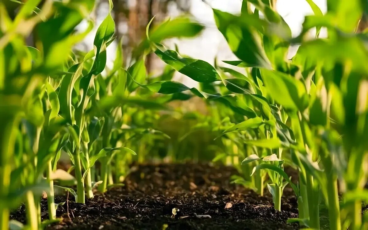 So gruenden sie eine bio cannabisfarm in thailand