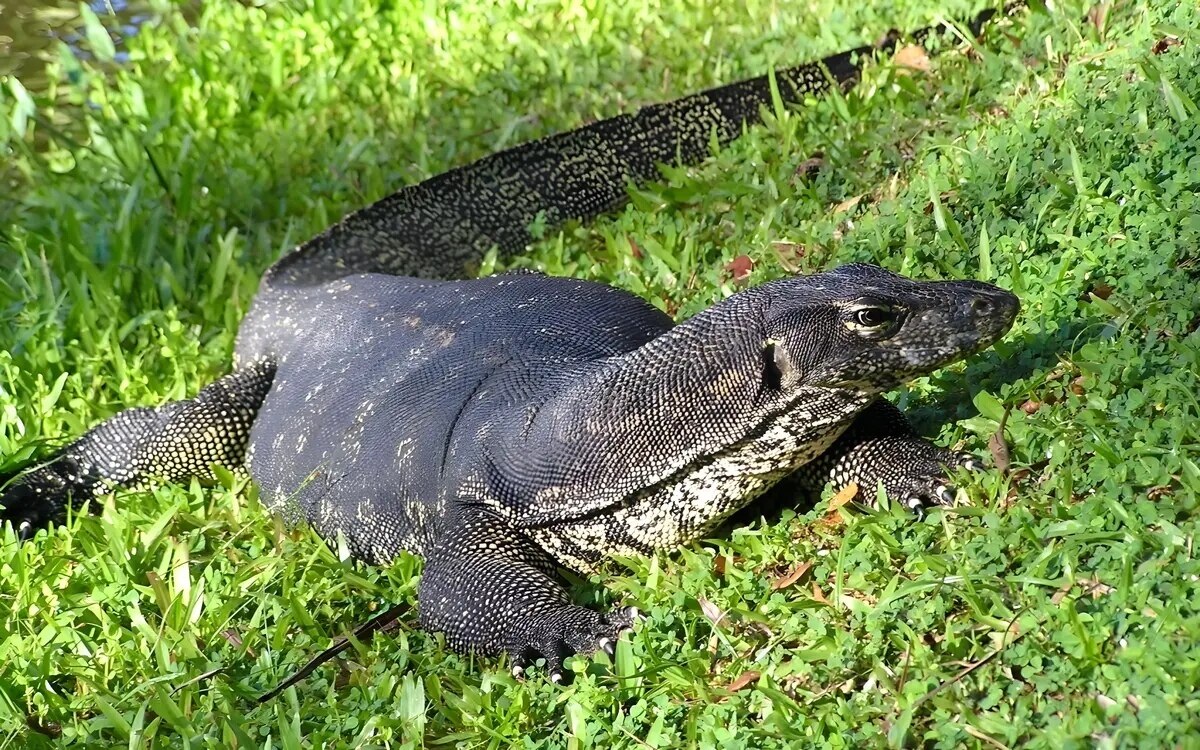 Thailands warane giganten im tropenparadies