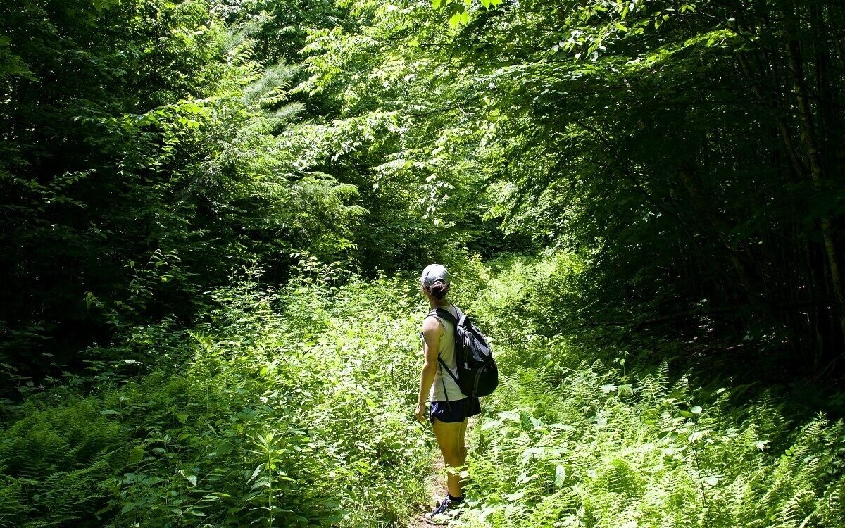 Tipps zum ueberleben wenn sie sich im thailaendischen wald verirren