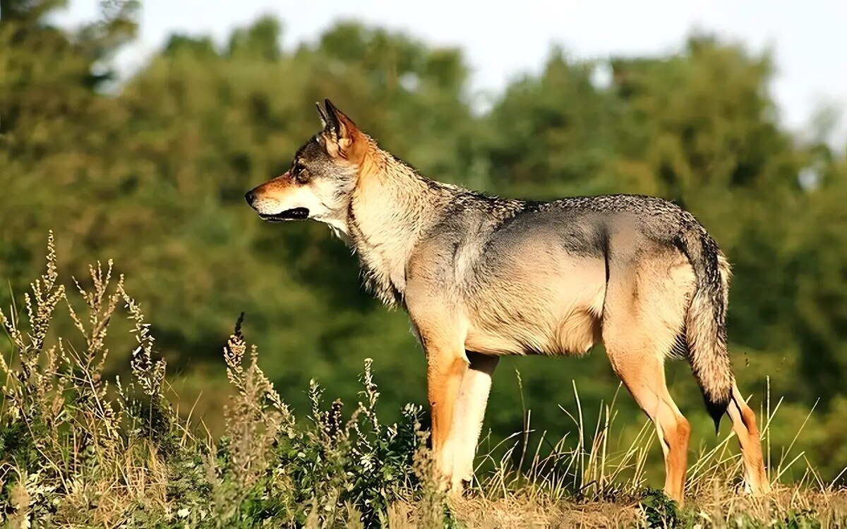 Utrecht behoerden warnen vor wolfsangriffen in utrechts waeldern