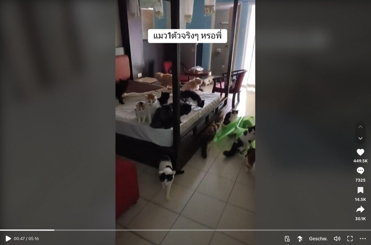 Mieterin bringt 29 Katzen in ein 1-Nacht-Zimmer mit - Gestank - Ärger mit Vermieter und Nachbarn (Video)