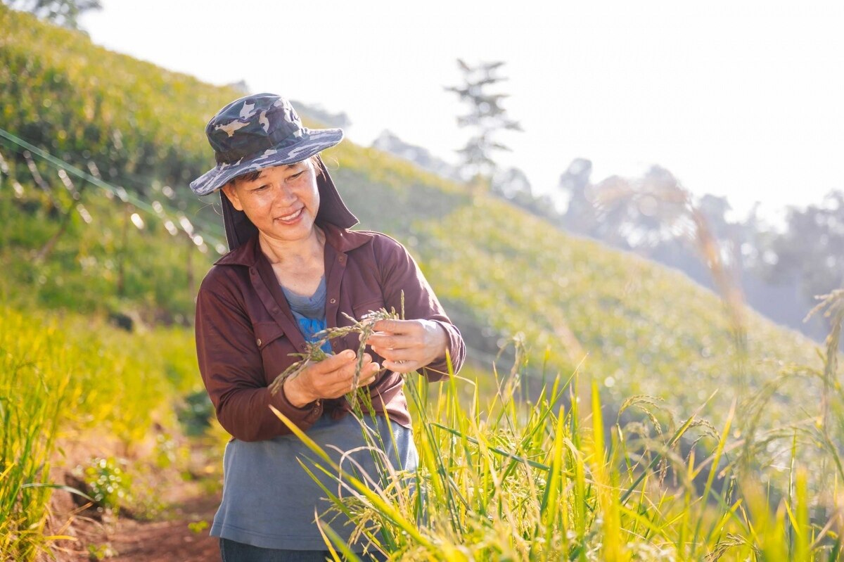 Revolution im Reisanbau: Deutsche Gesellschaft unterstützt 4 Milliarden Baht für klimafreundliche Innovationen in Thailand