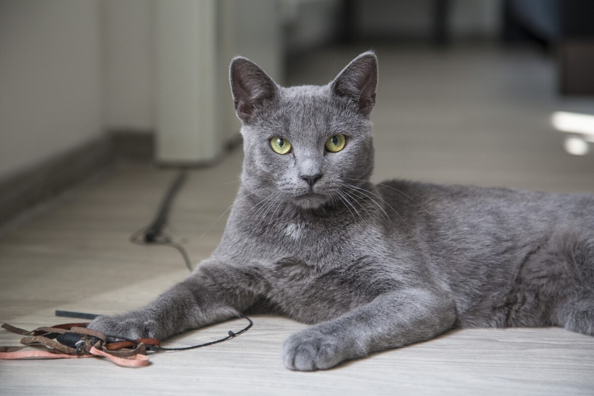 Die majestätische Koratkatze - Thailands Smaragdauge