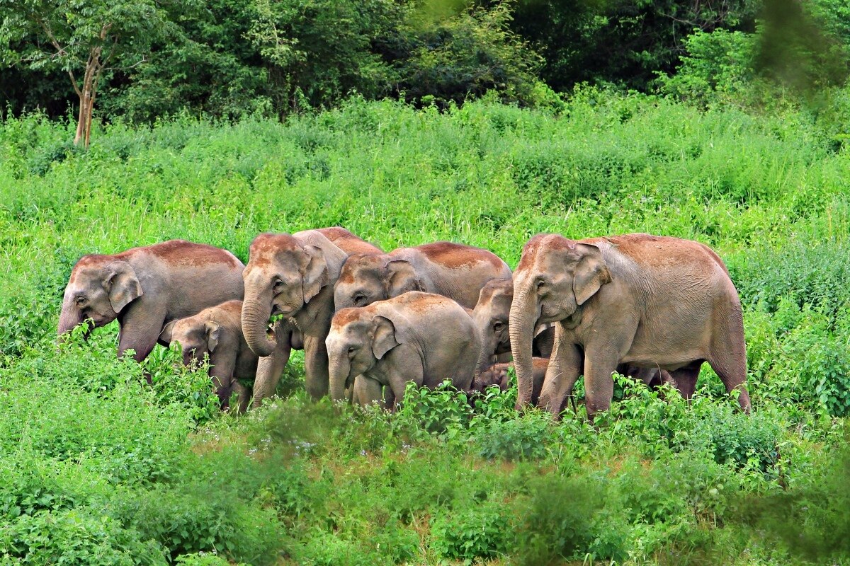 Hüten Sie sich vor diesen gefährlichen Kreaturen in Thailand