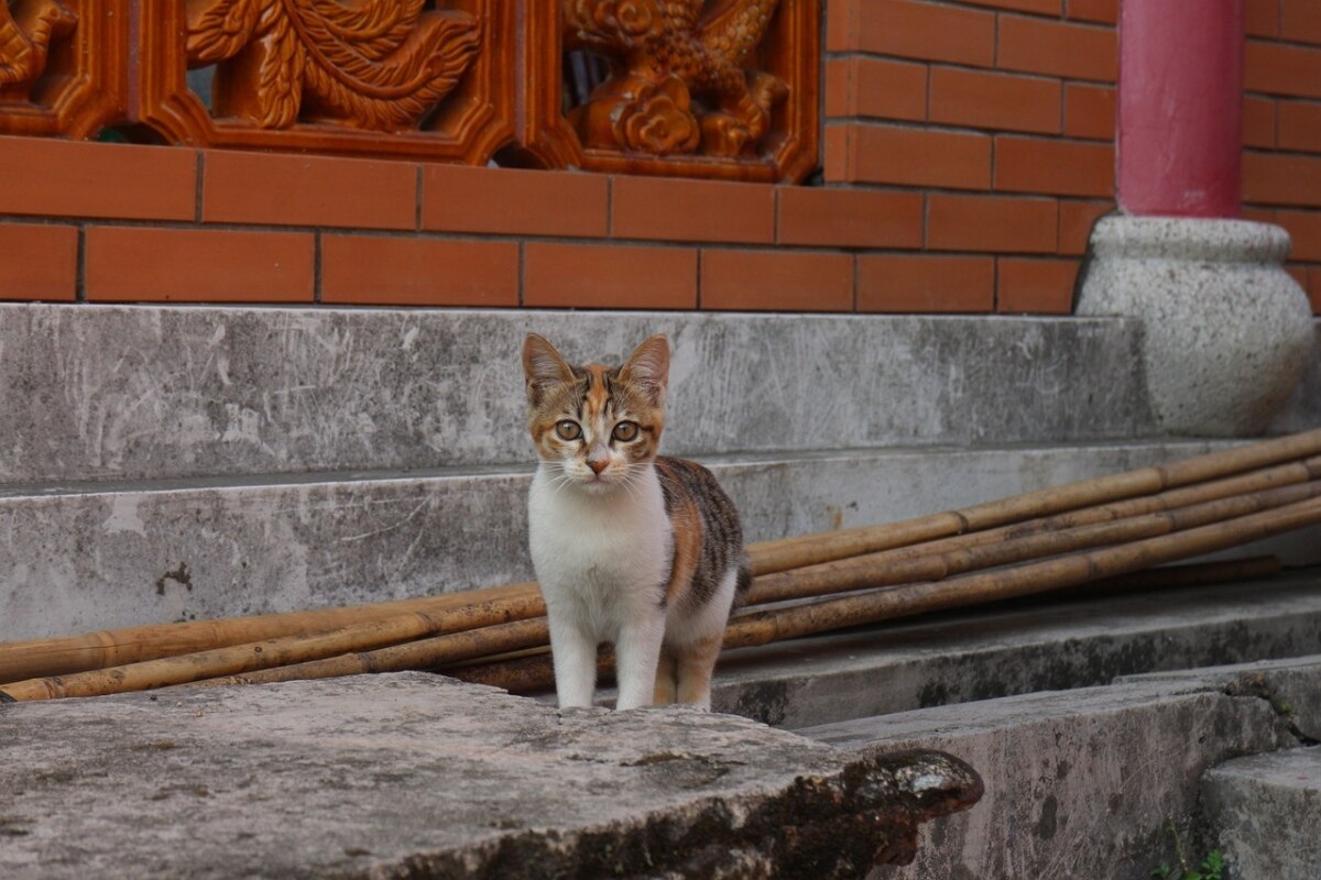 Schutz gegen Tierquälerei in Thailand, insbesondere bei Katzen - Empfindliche Strafen bei Missachtung