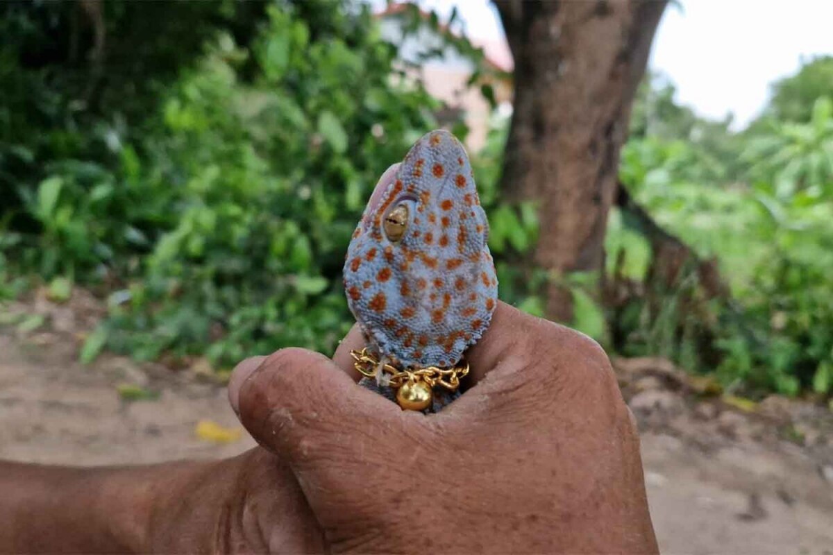 Zweischwänziger Gecko als Glücksbringer: Lottogewinner&#039;s ungewöhnliche Geschichte