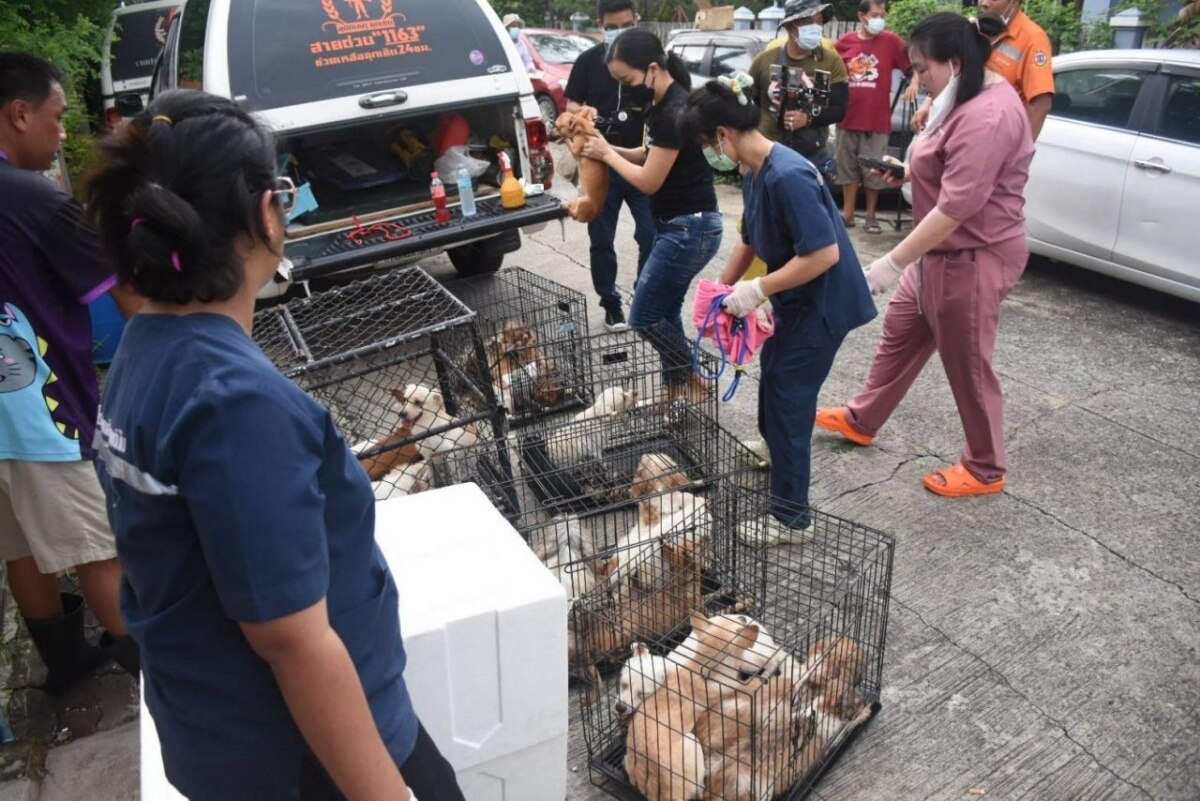 Blutiges Geschehen in Bangkok: Hunde attackieren 62-Jährigen in seinem Haus