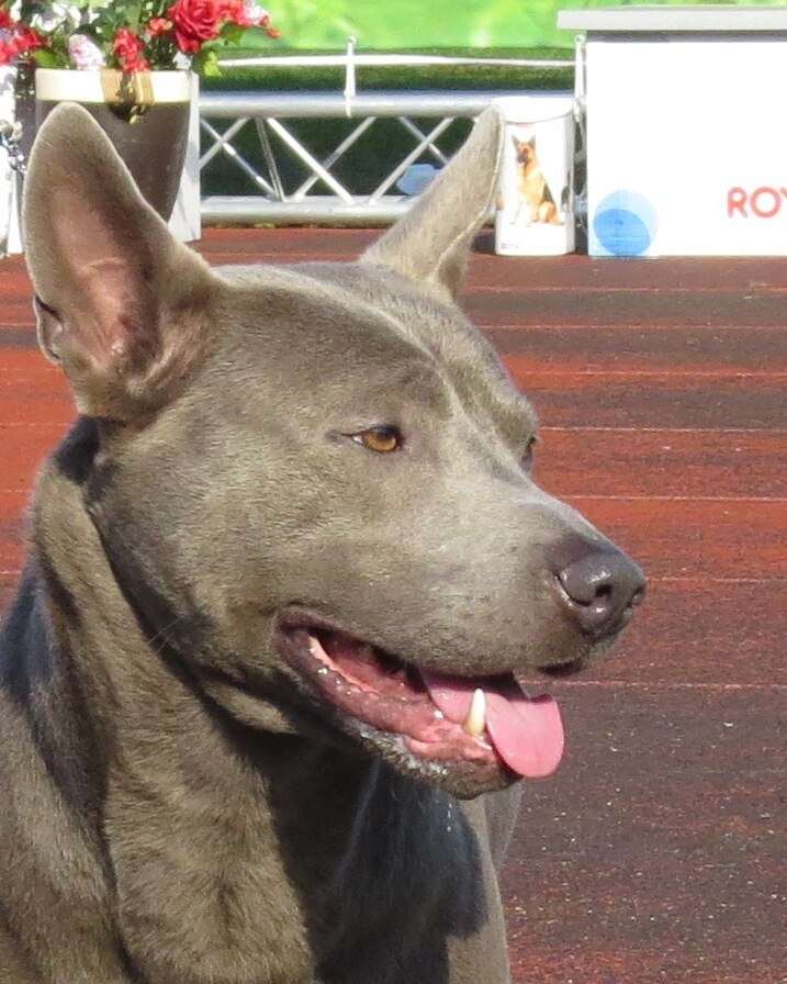 Der Thai Ridgeback - Ein Porträt des Löwenhundes im Land des Lächelns