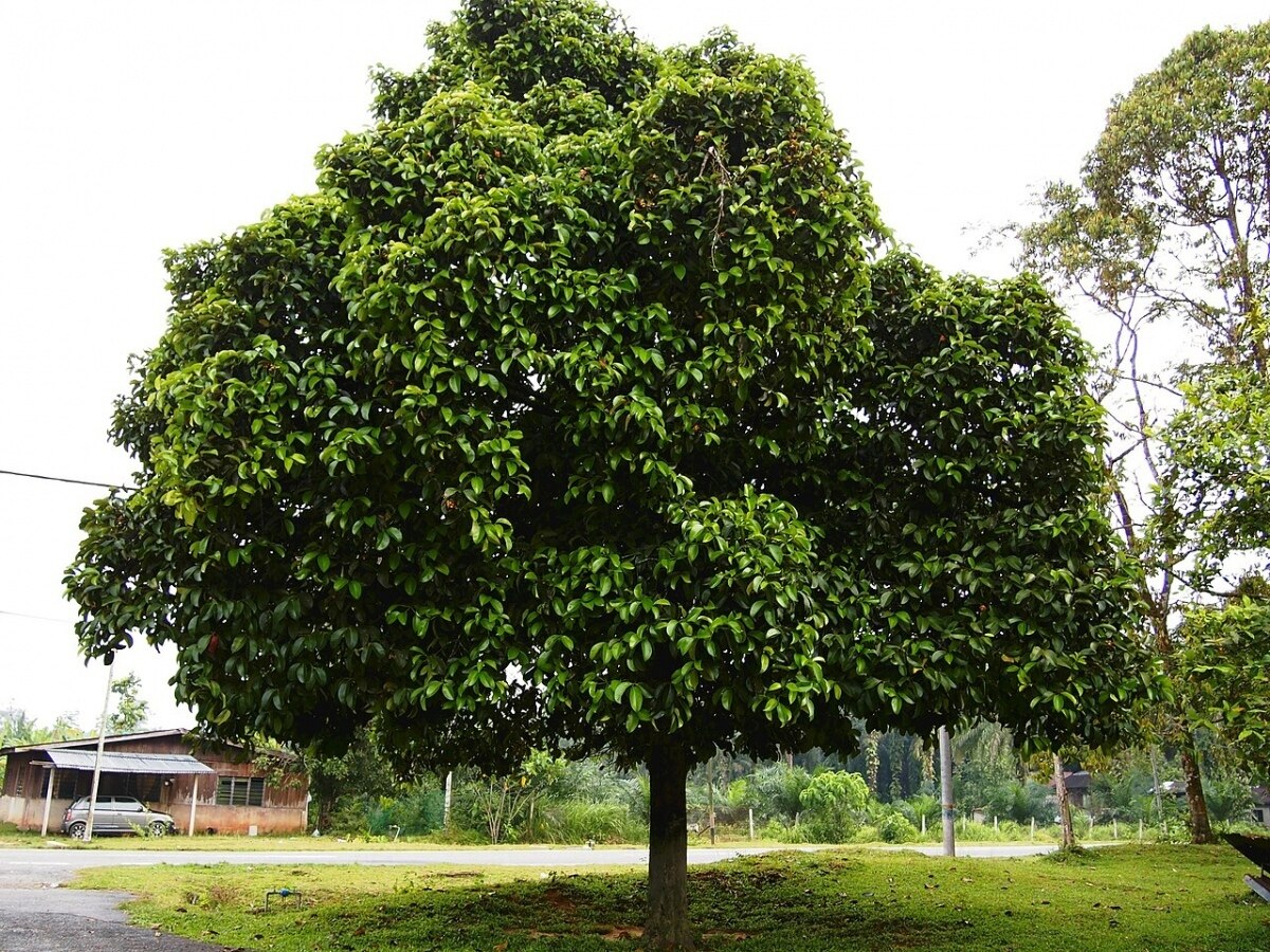 Die Königin der Früchte - Thailands gesündeste Frucht