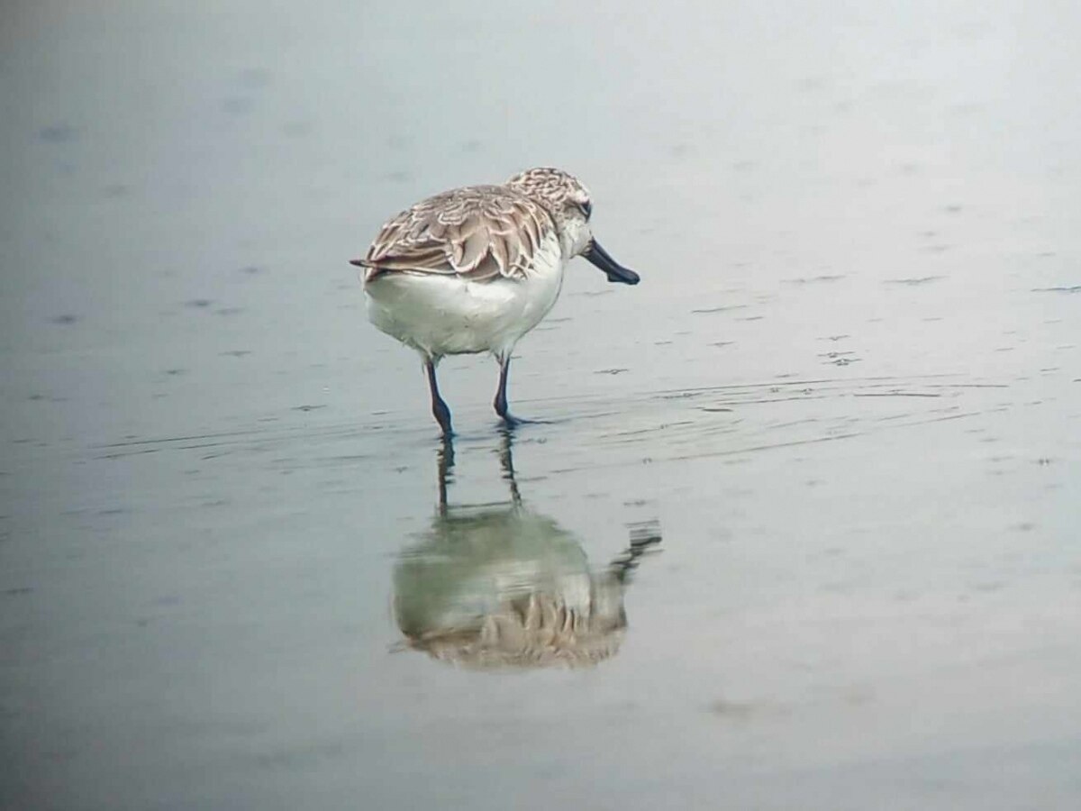 Die seltensten wandernden Küstenvögel der Welt in Phetchaburi gesichtet