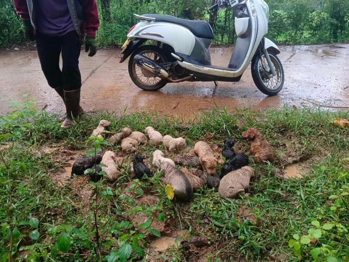 Herzensgute Thailänderin rettet 19 dem Tode nahe ausgesetzte Welpen im Isaan-Wald (Fotos)