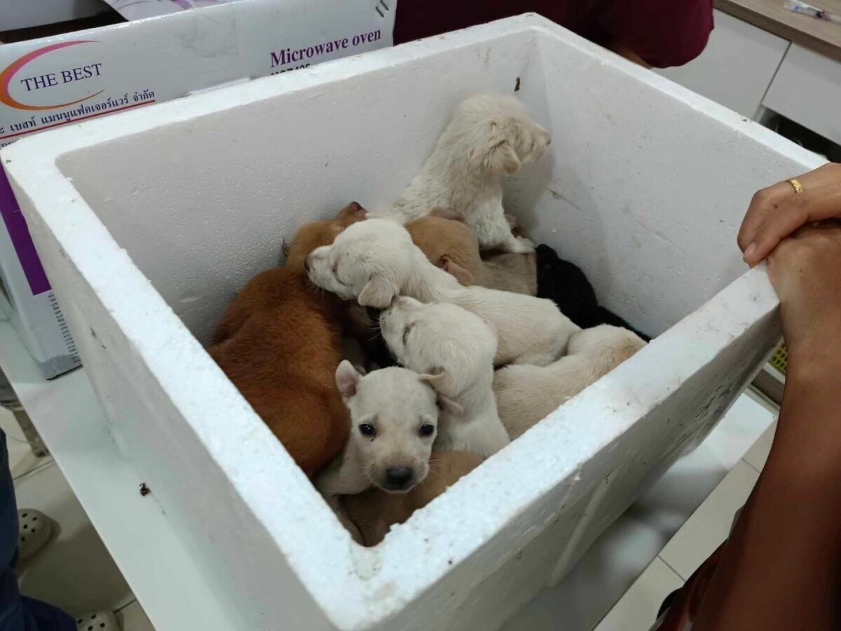 Herzensgute Thailänderin rettet 19 dem Tode nahe ausgesetzte Welpen im Isaan-Wald (Fotos)