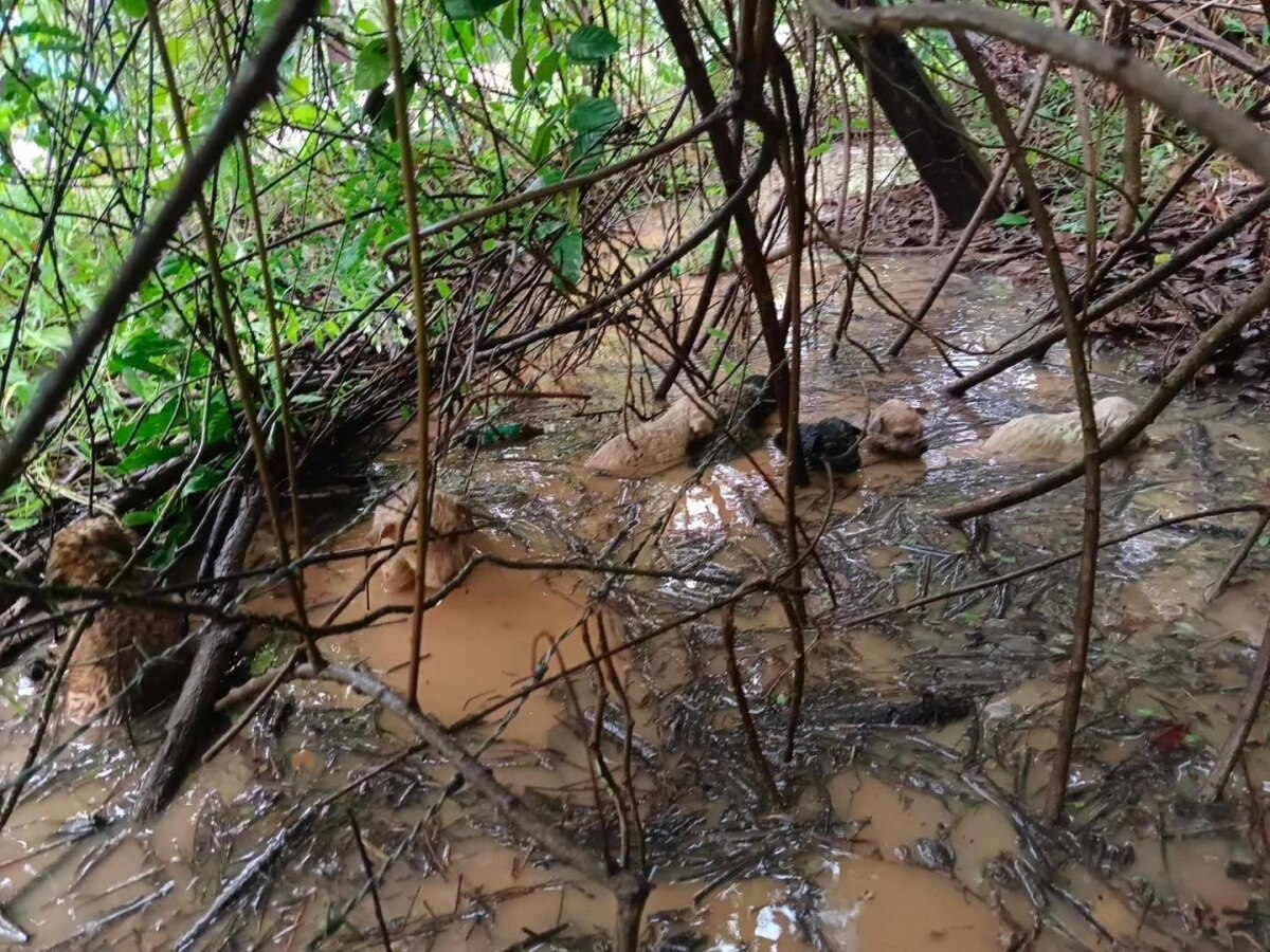 Herzensgute Thailänderin rettet 19 dem Tode nahe ausgesetzte Welpen im Isaan-Wald (Fotos)