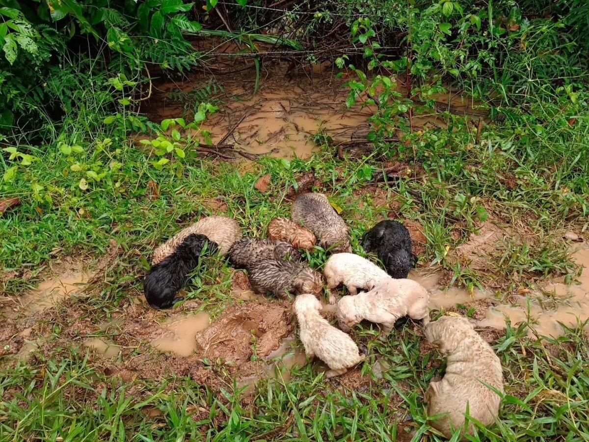 Herzensgute Thailänderin rettet 19 dem Tode nahe ausgesetzte Welpen im Isaan-Wald (Fotos)