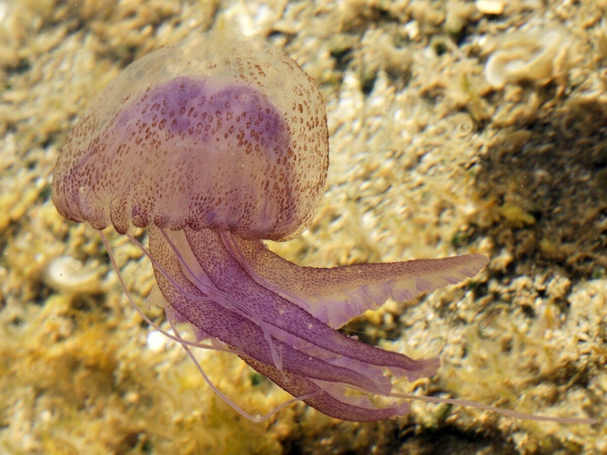 Hüten Sie sich vor diesen gefährlichen Kreaturen in Thailand