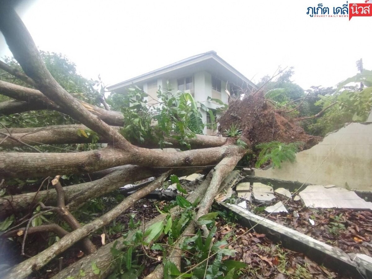 Sturm über Phuket: Bäume zerstören Autos und Strommasten - Dramatische Szenen im Katastrophengebiet